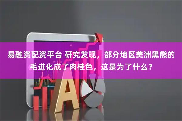 易融资配资平台 研究发现，部分地区美洲黑熊的毛进化成了肉桂色，这是为了什么？